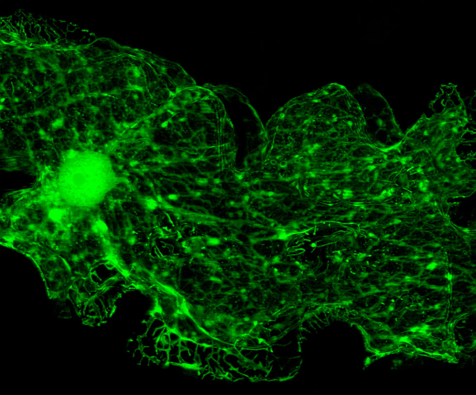 pfizer_get_science_bioluminesence_1_plant_cells.jpg