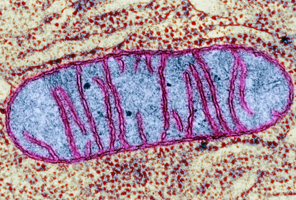 pfizer_get_science_mitochondria.jpg