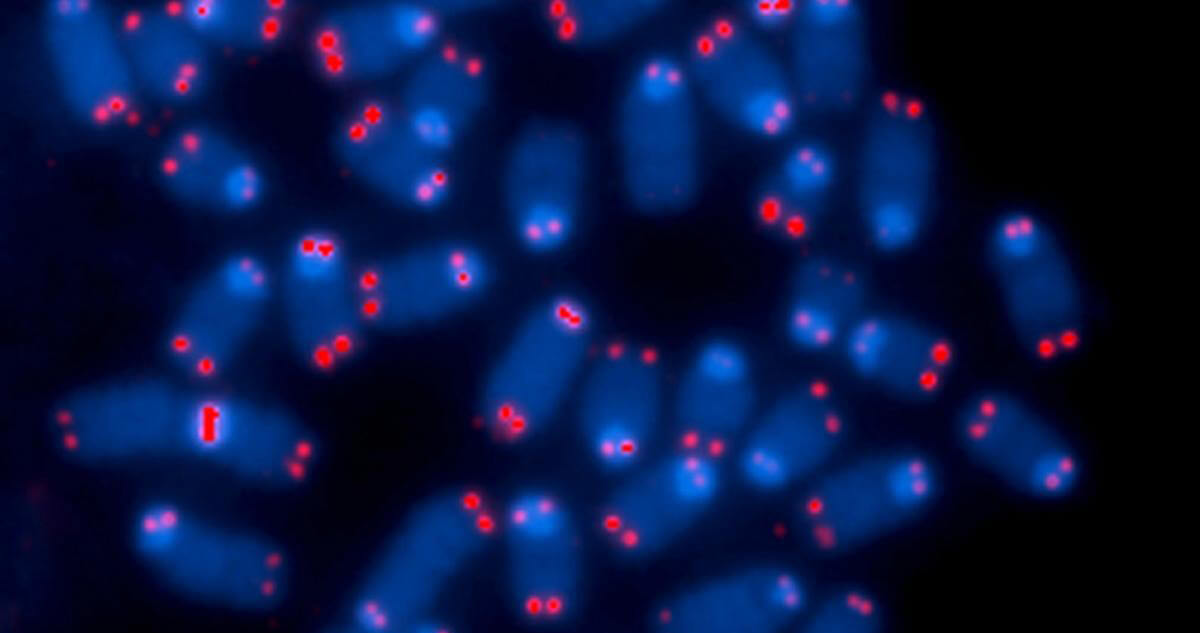 pfizer_get_science_telomeres_homepage_image2.jpg