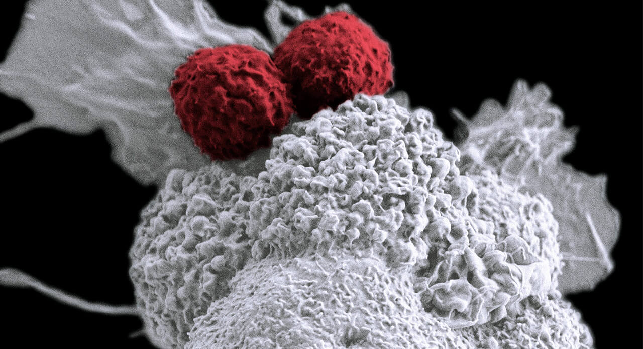 t_cells_attacking_cancer_cell_1280x695.jpg